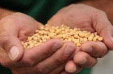 Still Soybeans in Hands