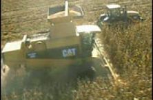 catlexion